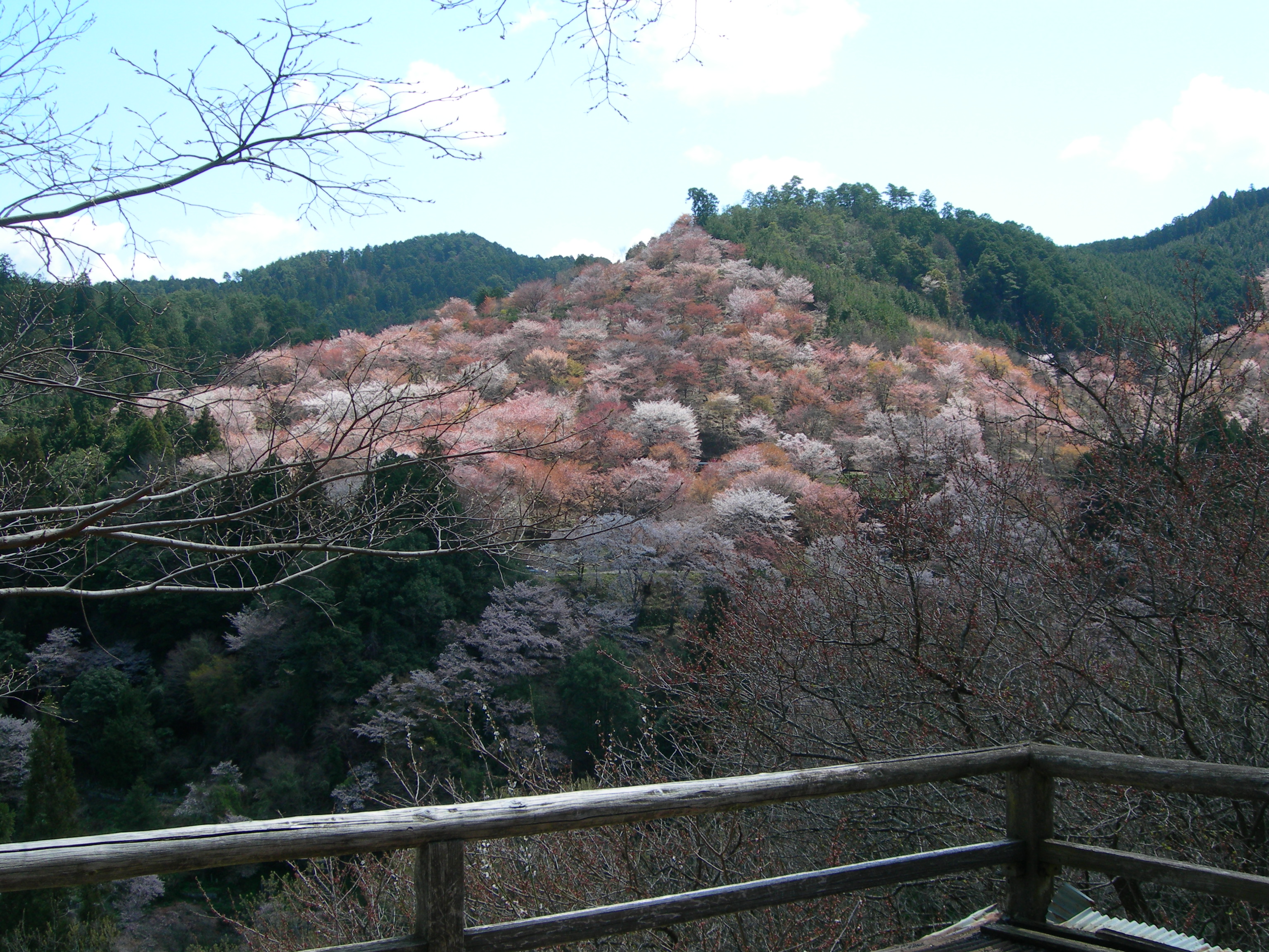 吉野桜 008.jpg