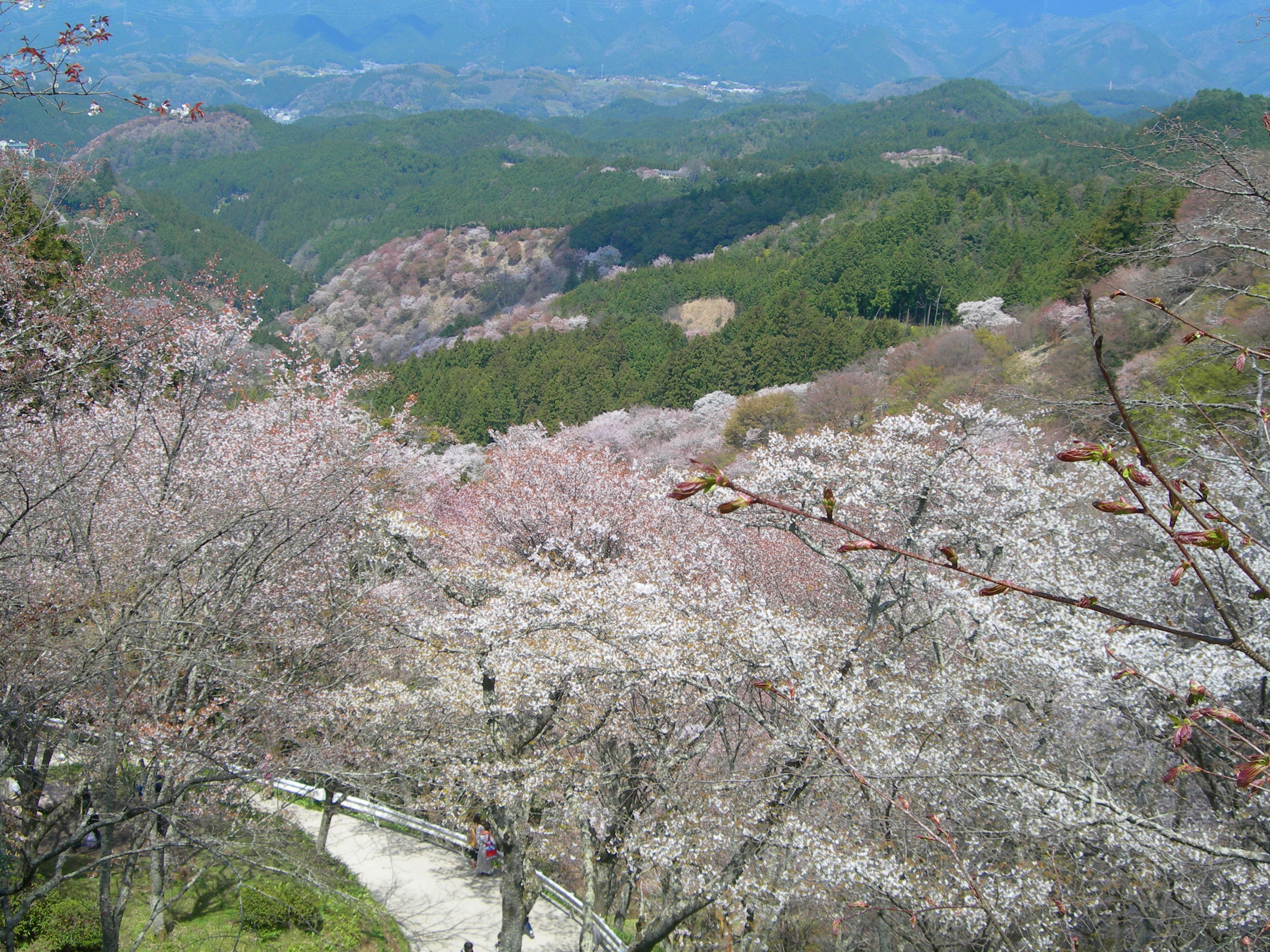 吉野桜 017.jpg