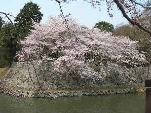 彦根城の桜 001_edited.jpg